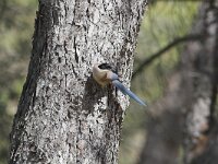 Cyanopica cooki 4, Blauwe ekster, Saxifraga-Martin Mollet