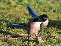 Cyanopica cooki 5, Blauwe ekster, Saxifraga-Joerg Mager