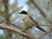 Cyanopica cooki 6, Blauwe ekster, Saxifraga-Theo Verstrael