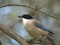 Cyanopica cooki 7, Blauwe ekster, Saxifraga-Theo Verstrael