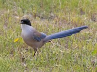 Cyanopica cooki 8, Blauwe ekster, Saxifraga-Mark Zekhuis