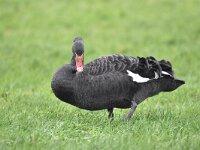 Cygnus atratus 10, Zwarte zwaan, Saxifraga-Luuk Vermeer