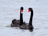 Cygnus atratus 18, Zwarte zwaan, Saxifraga-Bart Vastenhouw