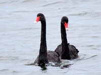 Cygnus atratus 20, Zwarte zwaan, Saxifraga-Bart Vastenhouw