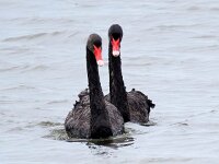 Cygnus atratus 22, Zwarte zwaan, Saxifraga-Bart Vastenhouw