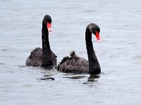 Cygnus atratus 23, Zwarte zwaan, Saxifraga-Bart Vastenhouw