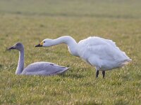 Cygnus bewickii 10, Kleine zwaan, Saxifraga-Jan Nijendijk