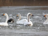 Cygnus bewickii 14, Kleine zwaan, Saxifraga-Bart Vastenhouw