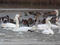 Cygnus bewickii 16, Kleine zwaan, Saxifraga-Bart Vastenhouw