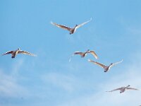 Cygnus bewickii 17, Kleine zwaan, Saxifraga-Bart Vastenhouw