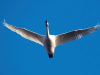 Cygnus bewickii 19, Kleine zwaan, Saxifraga-Bart Vastenhouw