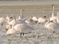 Cygnus bewickii 22, Kleine zwaan, Saxifraga-Luuk Vermeer
