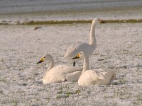 Cygnus bewickii 23, Kleine zwaan, Saxifraga-Luuk Vermeer