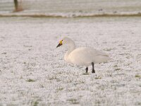 Cygnus bewickii 24, Kleine zwaan, Saxifraga-Luuk Vermeer