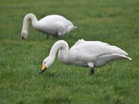 Cygnus bewickii 26, Kleine zwaan, Saxifraga-Luuk Vermeer