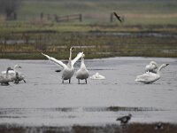 Cygnus bewickii 27, Kleine zwaan, Saxifraga-Luuk Vermeer