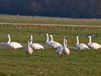 kleine zwaan  kleine zwaan in Arkemheen : Cygnus bewickii