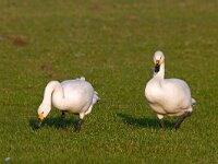 kleine zwaan  kleine zwaan in Arkemheen : Cygnus bewickii