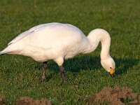 kleine zwaan  kleine zwaan in Arkemheen : Cygnus bewickii