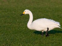 kleine zwaan  kleine zwaan in Arkemheen : Cygnus bewickii