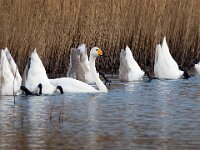 Cygnus cygnus 121, Wilde zwaan, Saxifraga-Bart Vastenhouw
