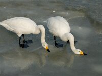 Cygnus cygnus 14, Wilde zwaan, Saxifraga-Piet Munsterman