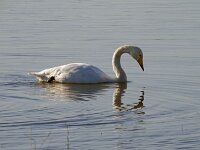 Cygnus cygnus 141, Wilde zwaan, Saxifraga-Hans Grotenhuis