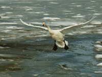 Cygnus cygnus 16, Wilde zwaan, Saxifraga-Piet Munsterman