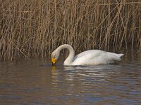 Wilde zwaan  Wilde zwaan op ijs : Cygnus cygnus