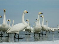 Cygnus cygnus 43, Wilde zwaan, Saxifraga-Piet Munsterman