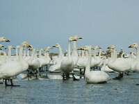 Cygnus cygnus 44, Wilde zwaan, Saxifraga-Piet Munsterman