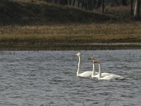 Cygnus cygnus 59, Wilde zwaan, Saxifraga-Harry van Oosterhout