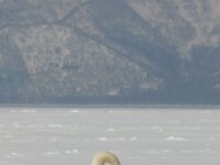 Cygnus cygnus 6, Wilde zwaan, Saxifraga-Piet Munsterman