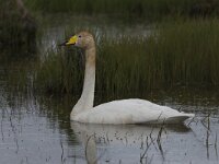 Cygnus cygnus 71, Wilde zwaan, Saxifraga-Peter Stein