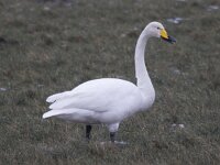 Cygnus cygnus 72, Wilde zwaan, Saxifraga-Kees van Berkel : Blue Elephant, hunzedal, vogels, winter2011-2012