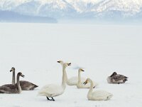 Cygnus cygnus 8, Wilde zwaan, Saxifraga-Piet Munsterman