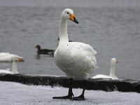 Cygnus cygnus 89, Wilde zwaan, Saxifraga-Bart Vastenhouw
