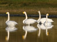 Cygnus cygnus 93, Wilde zwaan, Saxifraga-Bart Vastenhouw
