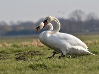 Cygnus olor 132, Knobbelzwaan, Saxifraga-Luuk Vermeer
