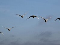 Cygnus olor 56, Knobbelzwaan, Saxifraga-Bart Vastenhouw