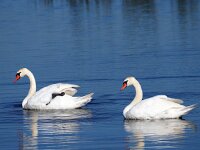 Cygnus olor 57, Knobbelzwaan, Saxifraga-Hans Dekker