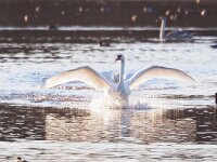 Cygnus olor 59, Knobbelzwaan, Saxifraga-Hans Dekker