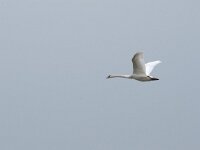 Cygnus olor 95, Knobbelzwaan, Saxifraga-Willem van Kruijsbergen