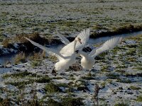Cygnus olor 45, Knobbelzwaan, Saxifraga-Piet Munsterman
