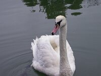 Cygnus olor 58, Knobbelzwaan, Saxifraga-Iztok Skornik