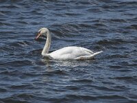 Cygnus olor 60, Knobbelzwaan, Saxifraga-Willem van Kruijsbergen