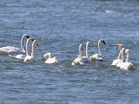 Cygnus olor 61, Knobbelzwaan, Saxifraga-Bart Vastenhouw