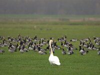 Cygnus olor 69, Knobbelzwaan, Saxifraga-Theo Verstrael