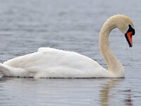 Cygnus olor 78, Knobbelzwaan, Saxifraga-Tom Heijnen