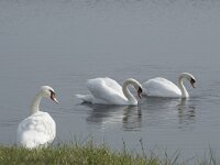 Cygnus olor 94, Knobbelzwaan, Saxifraga-Willem van Kruijsbergen